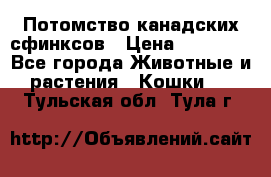 Потомство канадских сфинксов › Цена ­ 15 000 - Все города Животные и растения » Кошки   . Тульская обл.,Тула г.